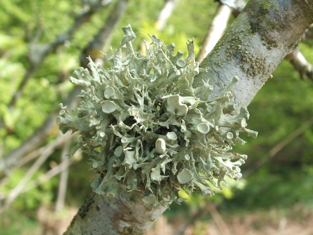 Lichens