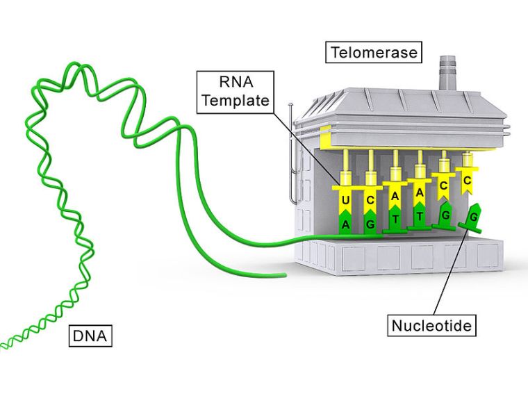 Telomerase