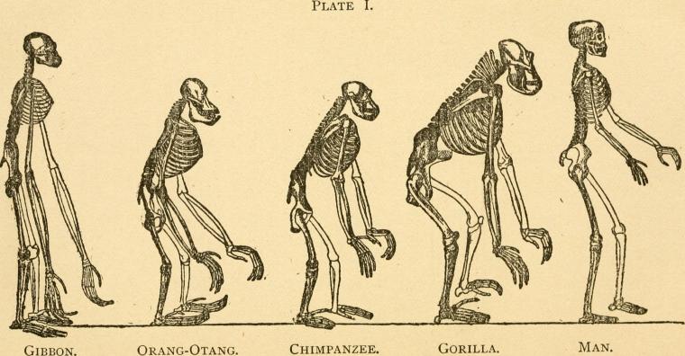 Evolution,_and_its_bearing_on_religions_(1901)_(14787395563)